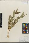 Foto von Salix lucida Muhl.